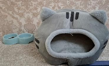 мопсы щенки: Шотландский вислоухий котёнок (Scottish Fold), окрас серый. - — 4