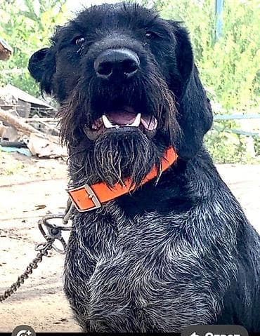 Продаю Охотничью собаку Породы дратхаар Возраст 4 года Пол Сука!