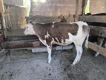 бык: Продаю | Тёлка | Алатауская | Для разведения | Не стельные — 6