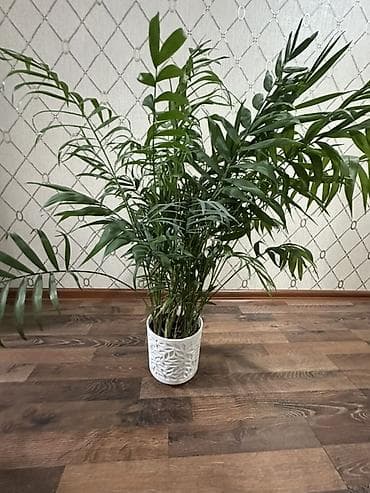 Пальмы: Хамедорея (Chamaedorea elegans) — комнатная пальма в декоративном — 5