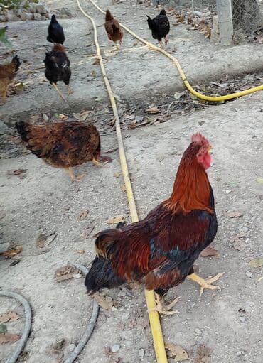 Продаю | Петух | Домашняя | Для разведения