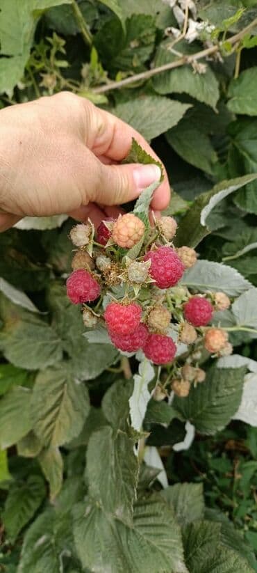 Газон: Продаю саженцы крупной ремонтантной малины, корень 30сом
Новопавловка — 2