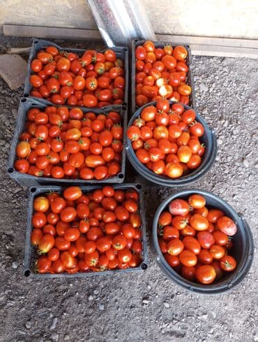 продам мясо: Помидоры Сливки, Оптом — 1