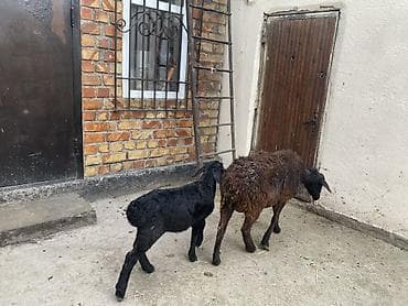 Үй жаныбарлары: Сатам | Ургаачы кой (ургаачы) | Көбөйтүү үчүн | Ургаачы — 2