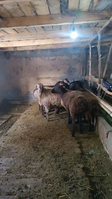 племенные коровы молочные купить: Продаю | Овца (самка) | Для разведения | Племенные — 3