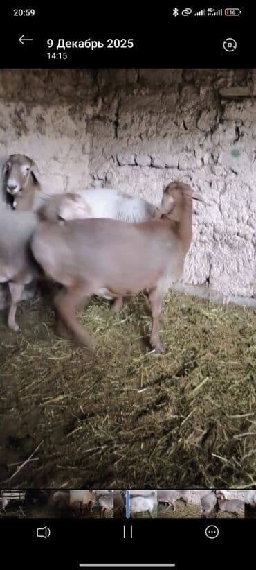 дом животных: Продаю | Баран (самец) | На забой | Племенные — 9