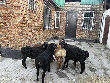 мучные черви купить: Продаю | Овца (самка) | Для разведения | Ярка — 3