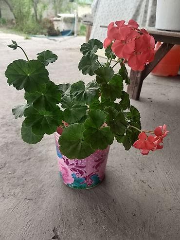 купить гибискус комнатный: Пеларгония зональная (герань) в горшке - Компактный — 7