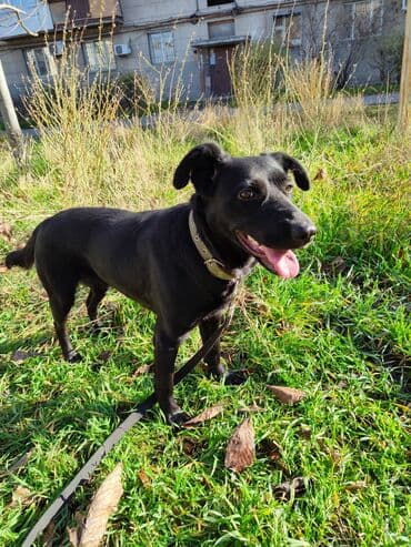 Собака даром: Дворняжка, 1 год, Самка