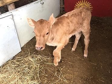 я ищу карову: Продаю | Музоо, торпок | Для разведения — 1