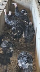 продажа щенков немецкой овчарки с документами в бишкеке: ИНДЮК САТЫЛАТ, Жалал абад шаары Сузак району Благовещенка айылынан — 6