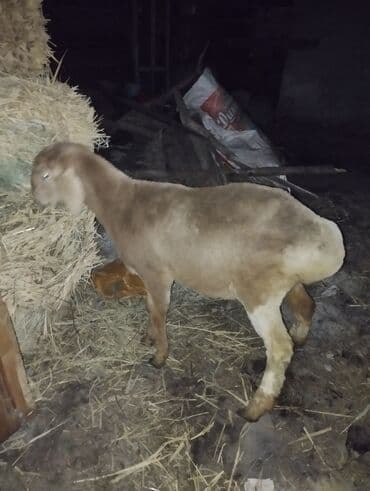дог собака: Продаю | Овца (самка) | Для разведения | Племенные — 2