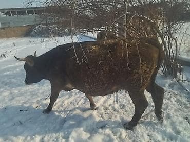 Продаю | Корова (самка) | Для молока