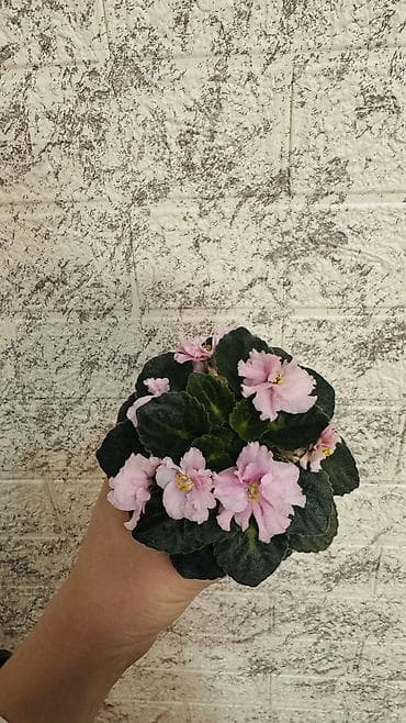 Сенполия (узамбарская фиалка) в горшке компактного размера.сейчас at lalafo.kg Сенполия (узамбарская фиалка) в горшке компактного размера.сейчас