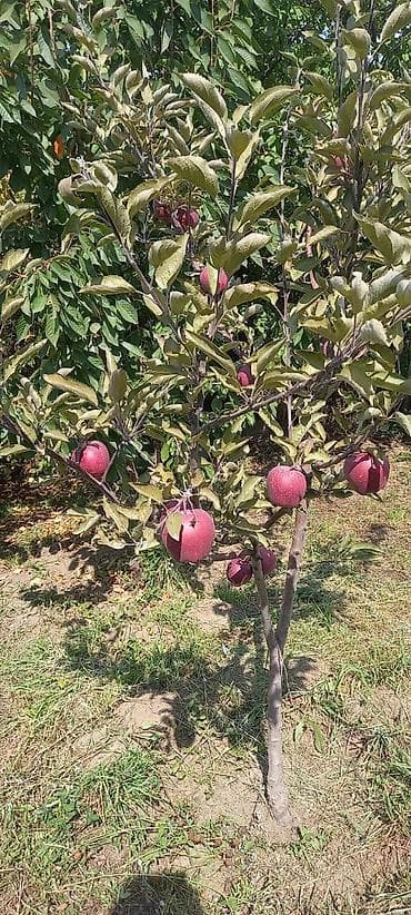 дом и сад: В связи с выездом продаётся частный дом с участком. - Двухэтажный — 8