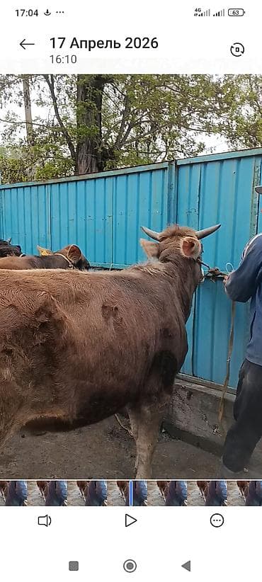 кара джигач: Продаю | Бык (самец) | На откорм | Привязанные — 4