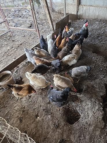 шотландская кошка цена бишкек: Продаю домашние куры — 4