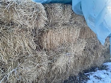 силос для коров: Арпа саман сатылат — 3