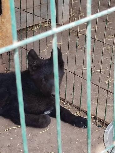 чон ит: Щенки немецкой овчарки 3.5месяца все прививки зделаны Черный щенок с — 2