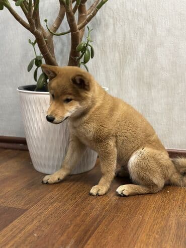 русский терьер: Сиба-ину, 2 месяца, Самец, С прививкой — 3