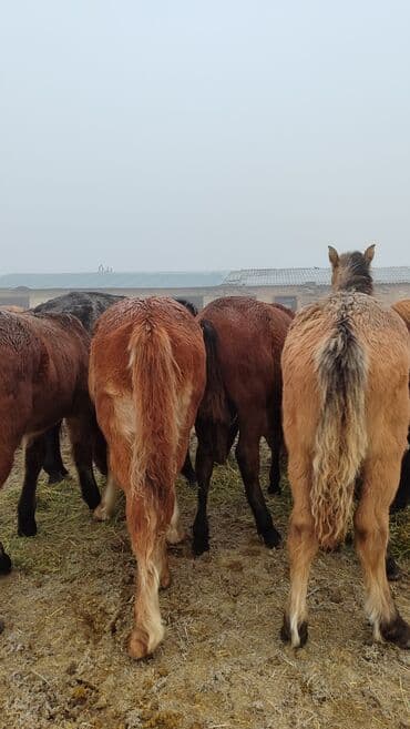 зоотовары оптом дордой: Продаю | Жеребец, Жеребенок — 2