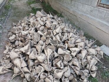 двигатель на мото: Сахарная свекла 🫜 — 1