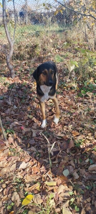 собаки чау чау: Щенки-метисы, помёт из нескольких малышей разной окраски. - Возраст — 6