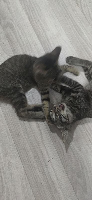 миска для кота: Отдам игривых котят в добрые руки, к лотку приучены — 1