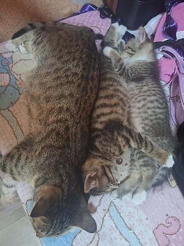 котята дворняжки: Отдам даром! Могу привезти. Котята от домашней кошки. (слева, крупная — 4