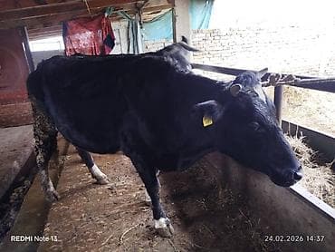 уй жаныбар: Сатам | Уй (ургаачы) | Голштин | Сүт алуу үчүн | Жасалма уруктандырылган, Байланган — 2