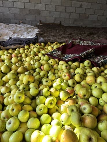 стеллажи для фруктов: Яблоки Оптом — 4