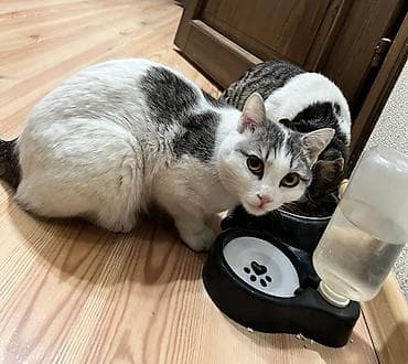 не пользуюсь: БЕСПЛАТНО 2 кошечки в хорошие руки. В связи с переездом в другую — 8