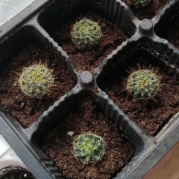 Комнатные розы: Кактусы-малыши! Предлагаю молодые кактусы, выращенные в домашних — 4