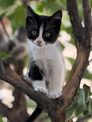 Животные: Котята в добрые руки. Котенок, кошки Девочки 2,5 месяца. Ручные — 3