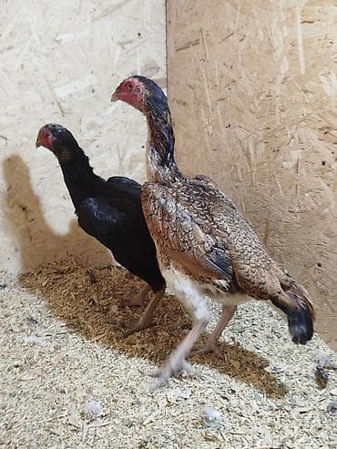 продам курей: Дакан мекиштер сатылат активный 8 штук бар алмашу жолдору бар жемге — 4