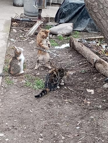 Продажа кошек: Котята 2,5 мес.,к лотку приучены.На фото — помёт из 5 малышей с — 8