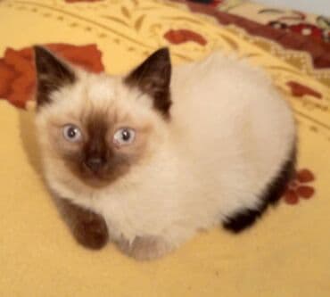 сиамские котята бишкек: Кошка даром: Сиамская, 2 месяца, Мальчик — 1