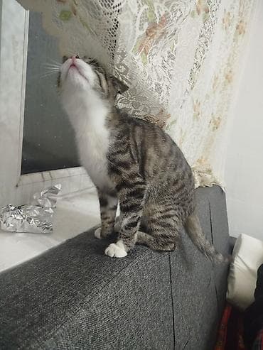 Балдар килемдери жана килемчелери: Килем — 1