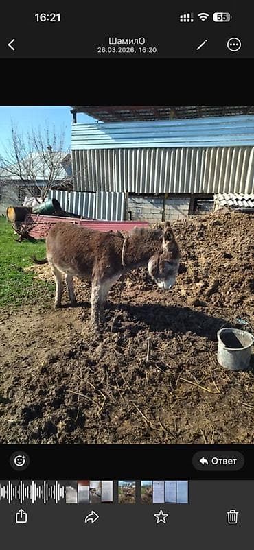 породы кур: Осёл (домашний, рабочий/хозяйственный) Описание: - Порода: домашний — 2