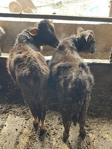 дом для животных: Продаю | Корова (самка), Тёлка, Музоо, торпок | На откорм, Для разведения, Для молока — 3