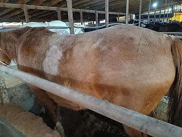 Грызуны: Продаю | Кобыла (самка) — 6