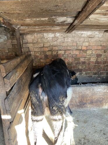 обучение собак: Продаю | Тёлка | Полукровка | Для разведения | Стельные, Искусственник — 4