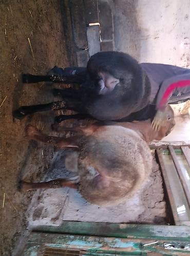 Собаки: Продаю | Баран (самец) | Для разведения | Племенные — 7