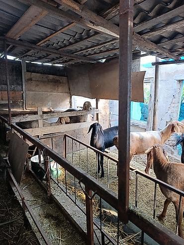 алабай: фото щенки: Продаю | Овца (самка) | Полукровка | Для разведения | Матка — 6