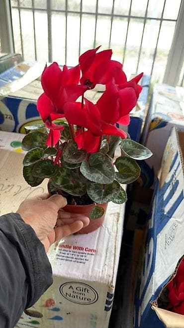 Уход и хранение одежды: Цикламен в горшке - Ярко-красное цветение, изящные изогнутые лепестки — 2