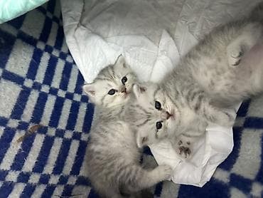 Шотландские короткошёрстные котята, серебристые шиншиллы (окрас