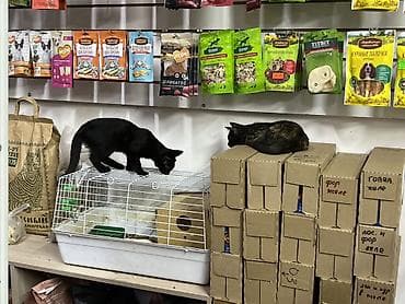 Вязка кошек: Кошка даром: Беспородная, 3 месяца, Девочка, Приучена к лотку — 1