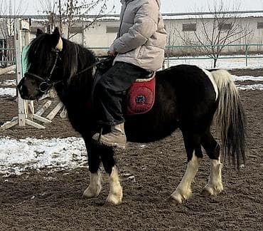 продаю баран буденовка: Продаю | Кобыла (самка) | Для разведения, Рабочий, Конный спорт — 4