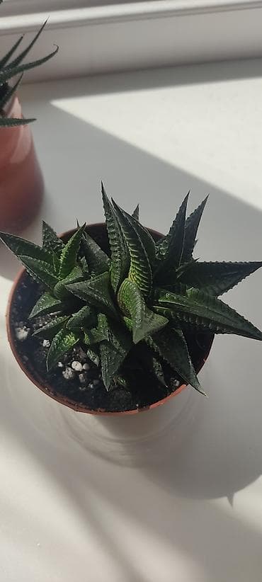 Суккулент Haworthia Каждый по 200 сом, пересадка не требуется