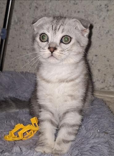 кошка бишкек: Шотландский вислоухий котёнок (Scottish Fold) - Окрас: серебристый — 1
